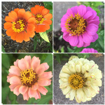 100 Zinnia Flower Seeds Mixed Colors Of Organic Crop Fresh Garden - £13.36 GBP