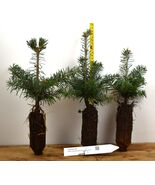 Turkish Fir - 3 YR. Potted Trees - Specimen, Windbreak or Christmas Tree - €19,49 EUR+