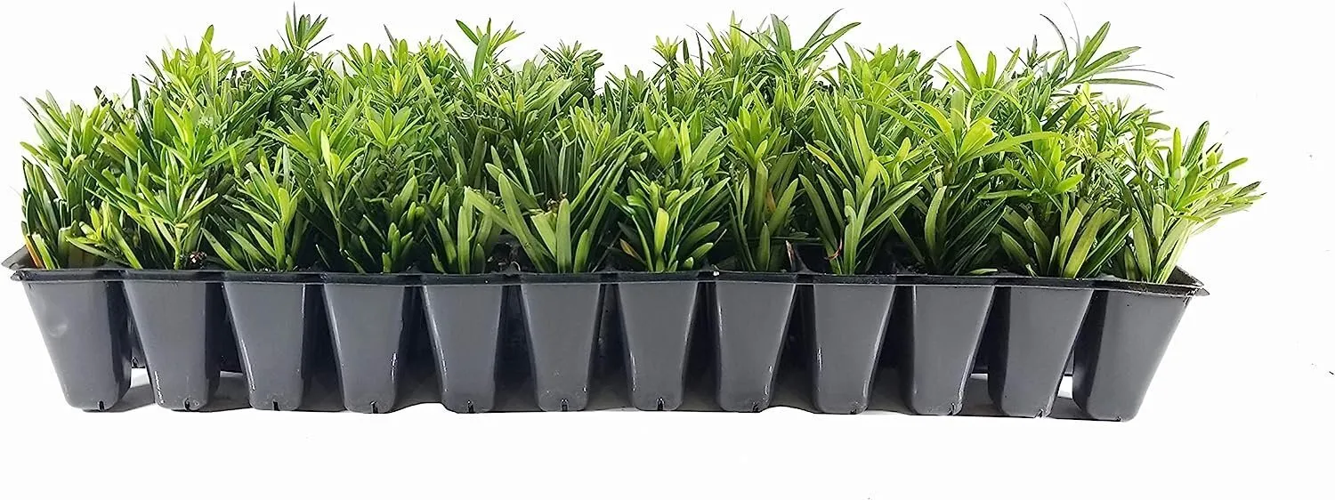 Dwarf Podocarpus Macrophyllus Pringles Live Plants Dense Low - £32.21 GBP