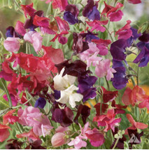 US Seller 35 Seeds Sweet Pea Flower Mix Lathyrus Fragrant 5&#39; Tall Vine - $10.67