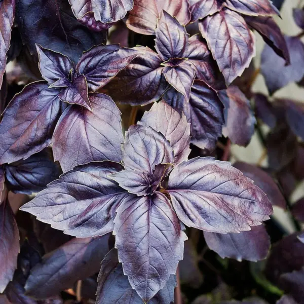 Basil Red Rubin 200 Seeds USA Seller Garden Fresh - £6.09 GBP