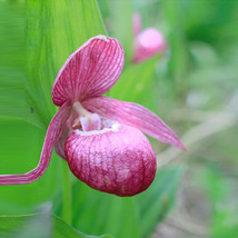 STR Garden 50 pcs/bag Cypripedium &quot;CIEKAWA&quot; Paphiopedilum Slipper Orchid Seeds - $30.00