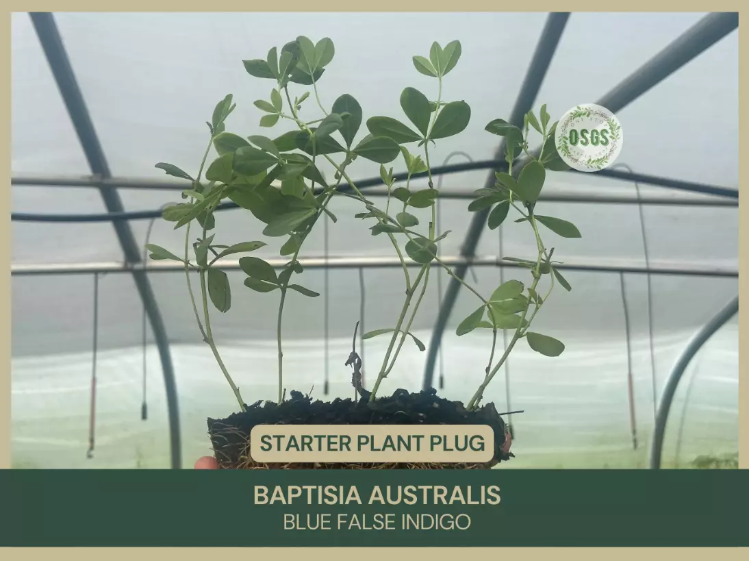 Baptisia australis | Blue False Indigo | Starter Plant Plug | Native Pea... - $21.25