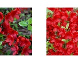 MIDNIGHT FLARE Azalea Rhododendron Deciduous SMALL ROOTED Starter Plant - £51.07 GBP