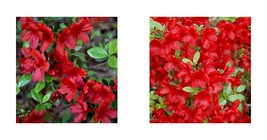 MIDNIGHT FLARE Azalea Rhododendron Deciduous SMALL ROOTED Starter Plant - £51.83 GBP