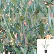 SEPTH Olive Manzanillo 5Gallon Plant Olea Europaea Plant Fruit Tree Ourd... - £33.63 GBP