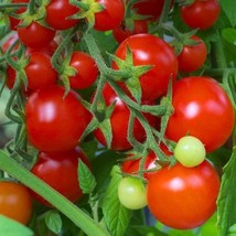 Semilir Large Red Cherry Tomato Seeds Non Gmo 45 Seeds Fast Grow From US - £6.77 GBP