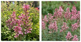 Syringa - Bloomerang Ballet Reblooming Lilac - 4&quot; Pot - Grdening - £39.42 GBP