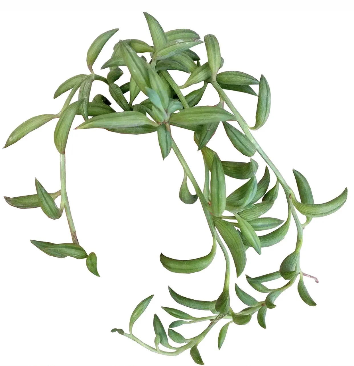 4 Inches 4 Cuttings String of Pearls Bananas Plant Senecio radicals - $21.98