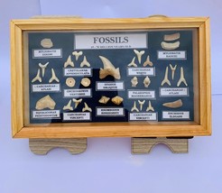 Great Box Fossil Collection Shark tooth superb (30 piece  - £37.75 GBP