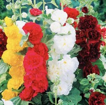 BPA Double Hollyhock Tall Beautiful Flower Mix Open Pollinated Heirloom Seeds Fr - £7.05 GBP
