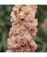 100 Stock Seeds Matthiola Column Apricot Matthiola Seeds New Fresh US Sh... - $22.82 CAD