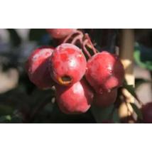 25+ Red Obelisk Crabapple Seeds – Ornamental Columnar Tree - $16.50