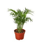 Parlor Palm 3&quot; Pot Grown in USA Indoor Housewarming Gift Free Shipping i... - £13.81 GBP