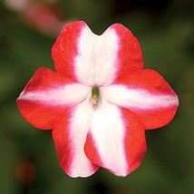 Impatiens Walleriani Imara Xdr Orange Star Flower Seeds 150 Seeds USA Fast Shipp - £16.11 GBP