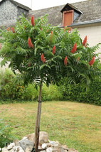 HSeeds Winged Sumac Rhus Glabra 30+ Seeds - £3.83 GBP