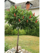 HSeeds Winged Sumac Rhus Glabra 30+ Seeds - $6.73 CAD