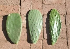Prickly Pear Cactus 3 Varties - $14.85