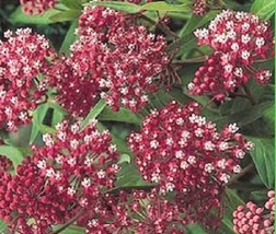 TH 30 Seeds Carmine Butterfly Weed Flower Seeds / Asclepias / Perennial / Great  - £12.03 GBP