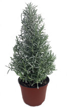 NEW Holiday Lavender Herb Tree - 6&quot; Pot with Decorative Cover and Gift Tag - £56.38 GBP