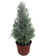 NEW Holiday Lavender Herb Tree - 6&quot; Pot with Decorative Cover and Gift Tag - $72.99