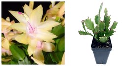 2.5”Yellow Christmas Cactus Live Plant-Zygo Cactus Schlumbergera - $46.99
