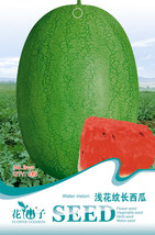 USA SELLER Light Green Streak Ellipse Big Red Watermelon Seeds Fresh Seeds - $9.44