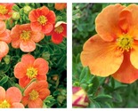 Orangeade Potentilla Shrubby Cinquefoil Plant - Approx 5-7 Inch - $38.93