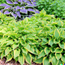 50 Seeds Hosta Mix A Variety Of Mixed Colors And Species USA - £7.48 GBP