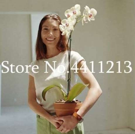 Fresh Seeds 100Pcs Orchid Seeds White Double Flowers With Deep Red Tongu... - $13.12