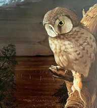 Boreal Owl &amp; Prey Art Print Color Plate Birds Of Prey Vintage Nature 197... - $34.99