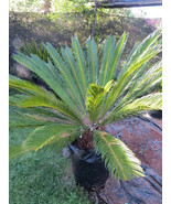 Cycas Revoluta - $10.27