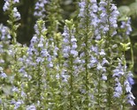 300 Seeds Great Blue Lobelia Seeds Native Wildflower Poor Soils Shade Ga... - $8.99