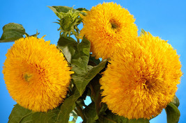 100 Double Dwarf Sungold Sunflower Helianthus Yellow Teddy Bear Flower Seeds Fre - £11.51 GBP