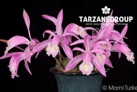 PLEIONE PRAECOX TERRESTRIAL ORCHID TUBER - $28.05
