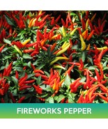 MBK 1 Pot Maradol Papaya Plant Sweet Edible Tropical Juicy Jardin Fruits... - €28,92 EUR