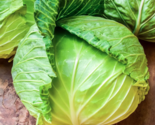 400 Seeds Cabbage - $10.00