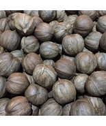 2 Lbs Organic Hickory Nuts 2024 Crop from Hot Springs National Park Arka... - £16.08 GBP