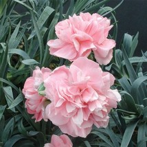 15 Seeds Dianthus Duchess Of Westminster House Plant Fresh Seeds Easy to... - $15.50