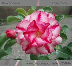 Double Moons Adenium Obesum Bonsai Desert Rose 2 Pack Garden - £5.99 GBP