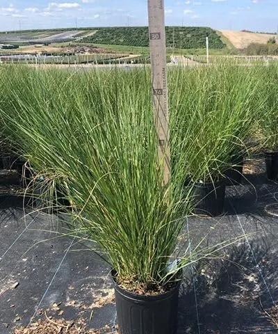 Sand Cord Grass Extra Large 3 Gallon Plants Spartina pectinata Lush - £73.61 GBP