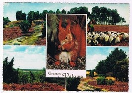 Holland Netherlands Postcard Veluwe Multi Animals Scenery Sheep - $2.14