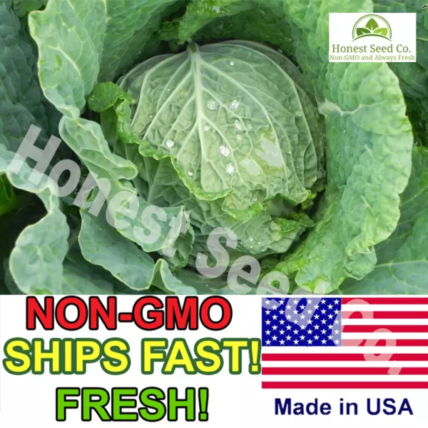 400+ Savoy Cabbage Seeds Non-Gmo Heirloom Seeds Usa Fresh - £7.09 GBP