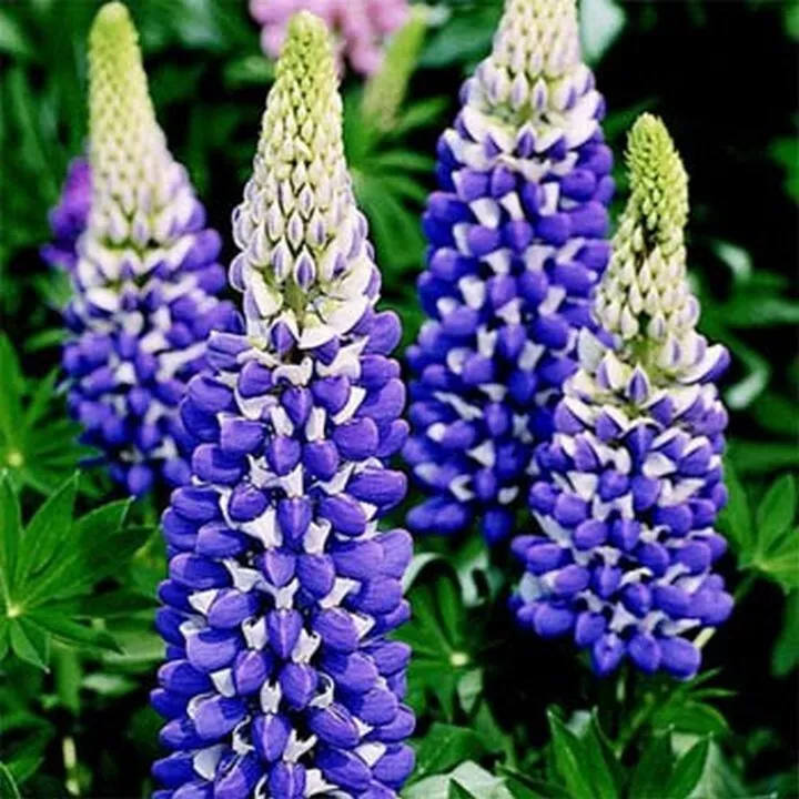  25 Seeds Lupine- Polyphyllus- Governor - $7.98