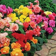 30 Seeds Gorgeous Begonia Mix Flower Annual - $17.64