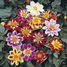 TH 30 Seeds Dahlia Collarette Dandy Mix Flower Seeds / Annual Bi-Color - £12.06 GBP