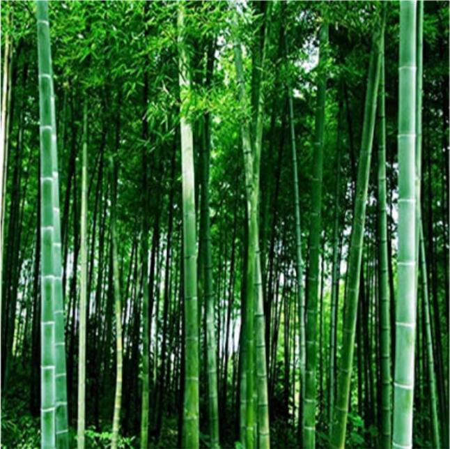100 SEEDS Fresh Giant Bamboo Seeds Dendrocalamus Giganteus