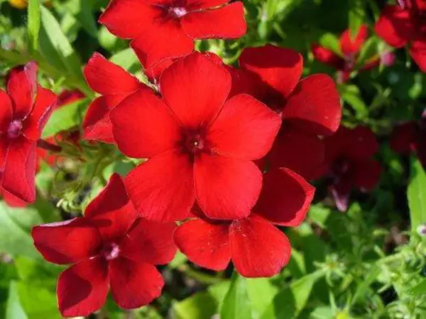Top Seller 800 Red Drummond Phlox Texas Pride Phlox Drummondii Flower Seeds - £11.46 GBP