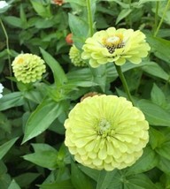 THJAR 100+ Queen Lime Zinnia Seeds For Garden Planting - £8.46 GBP