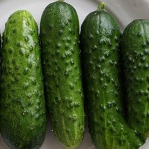 SR12Store 25 Calypso F1 Hybrid Cucumber Seeds Resistant To Mildew And Viruses US - £6.64 GBP